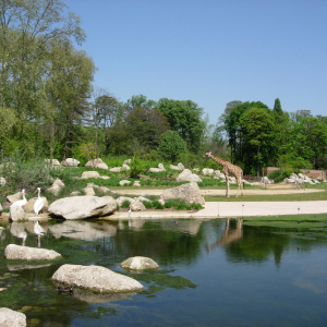 La plaine africaine du parc de la Tête d'Or © Parc de la Tête d'Or