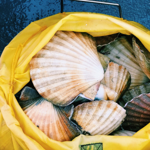 Coquilles Saint-Jacques © 1368519 / Pexels
