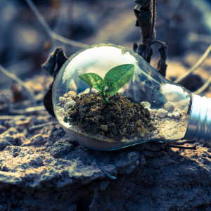 clear-light-bulb-planter-on-gray-rock - Pexels - Singkham